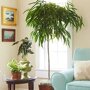 Ficus 'Alii' in woonkamer